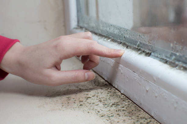 Best Comprehensive Air Testing for Mold Contaminants  in Miller Place, NY