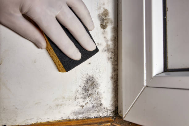 Best Post-Remediation Verification Testing  in Miller Place, NY